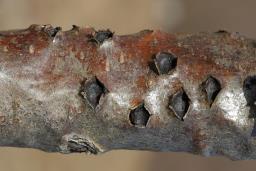 Biscogniauxia marginata