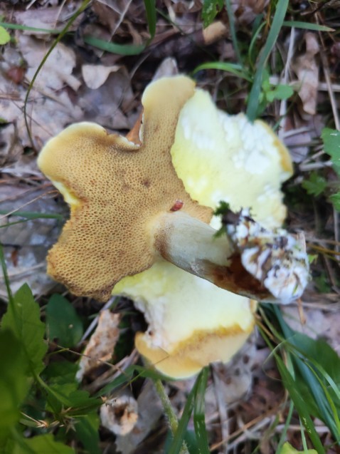 Suillus granulatus