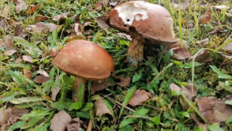 Leccinum versipelle