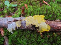 Tremella mesenterica