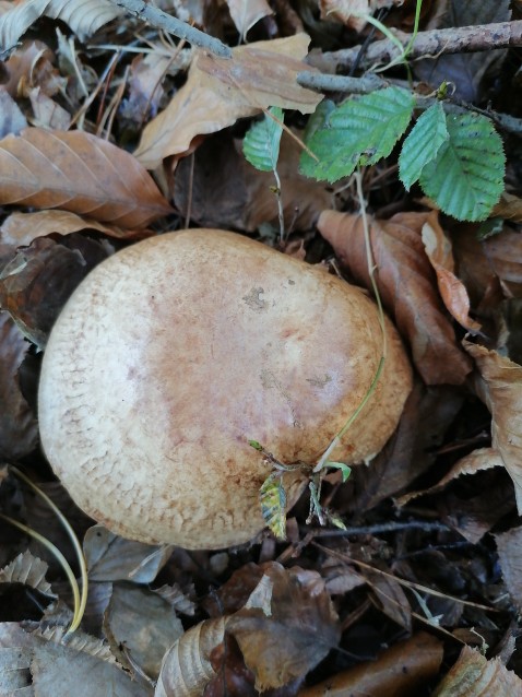 Paxillus involutus