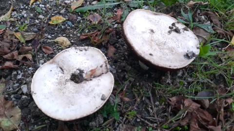 Agaricus bitorquis