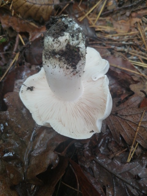 Tricholoma columbetta