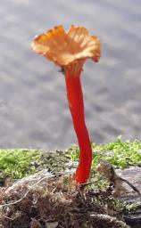 Hygrocybe insipida