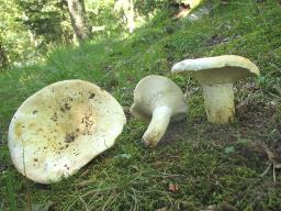 Lactifluus pergamenus