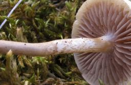 Agrocybe pediades