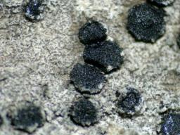 Rhizodiscina lignyota