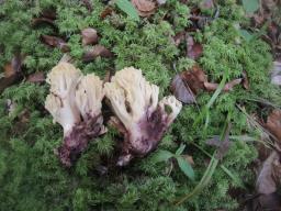 Ramaria sanguinea