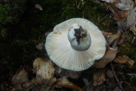 Russula aeruginea