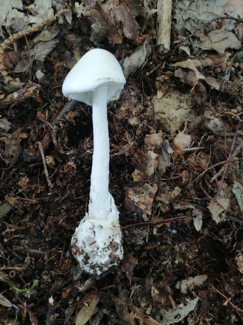 Amanita virosa