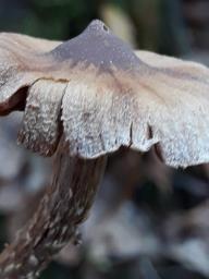 Cortinarius flexipes