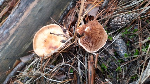 Paxillus involutus