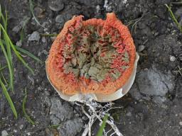 Clathrus ruber