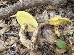 Suillus grevillei