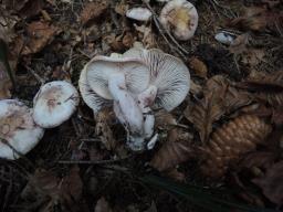 Hygrophorus purpurascens