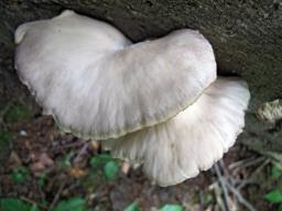 Pleurotus pulmonarius