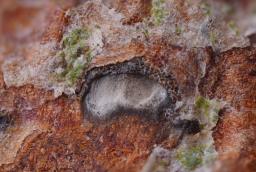 Therrya pini var. pini