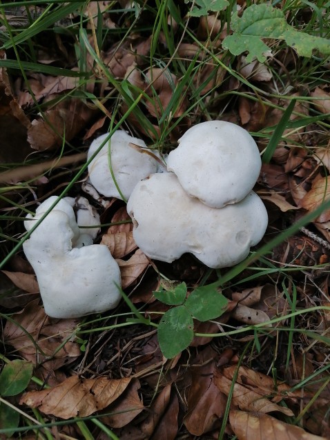 Leucocybe connata
