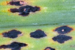 Puccinia allii