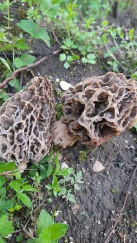 Morchella vulgaris