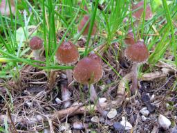 Psathyrella microrhiza