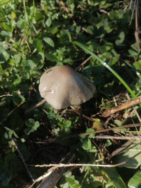 Volvopluteus gloiocephalus