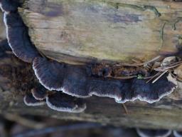 Gloeophyllum abietinum