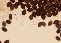 Panaeolus acuminatus
