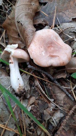 Lactarius chrysorrheus