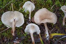 Infundibulicybe trulliformis