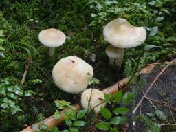 Stropharia hornemannii