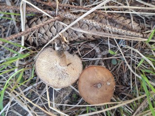 Lentinus brumalis