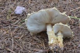 Lepiota magnispora