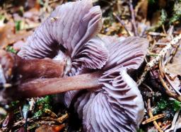 Mycena pelianthina