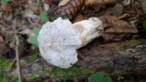 Tricholoma pardinum