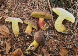 Xerocomellus pruinatus