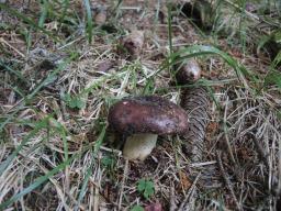 Russula viscida