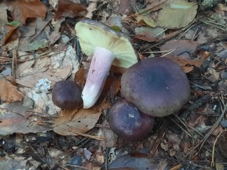 Russula queletii