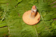 Lactifluus volemus