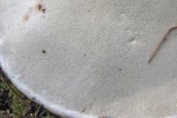 Ganoderma applanatum