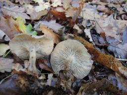 Clitocybe subspadicea