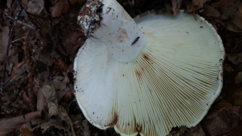 Russula delica