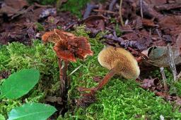 Coltricia cinnamomea