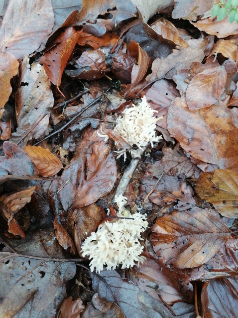 Ramaria gracilis