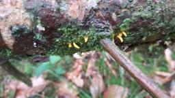 Calocera furcata