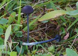Entoloma chalybeum
