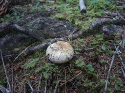 Russula delica