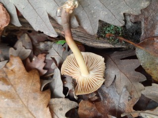 Collybiopsis peronata