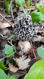 Morchella vulgaris