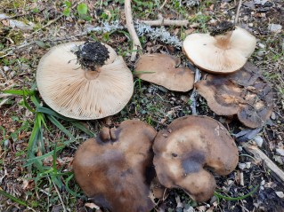 Melanoleuca cognata